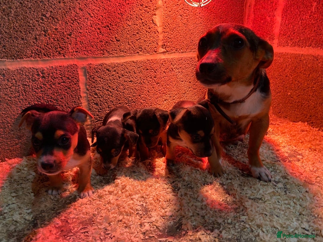 Jack Russell dogs for sale: Beautiful jack russel 👀🏡💙🩷 - Image 1