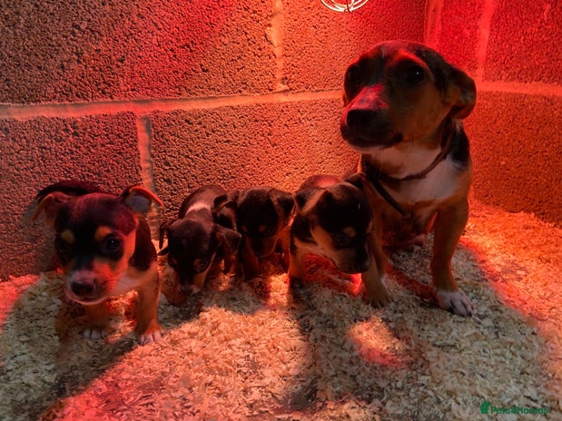 Jack Russell dogs - Advert 4