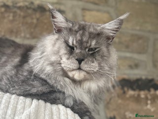 Maine Coon cats LARGE High Black Smoke Stud - Advert 19