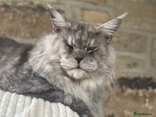 Maine Coon cats LARGE High Black Smoke Stud - Advert 9