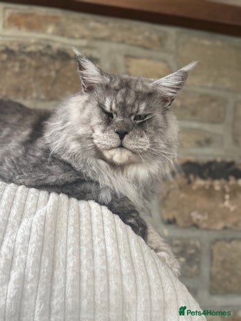 Maine Coon cats LARGE High Black Smoke Stud - Advert 11