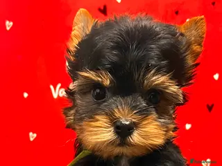 Yorkshire Terrier dogs Ready NOW Yorkie Terrier Puppy – A Special Boy ❤️ - Advert 4