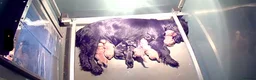 Cocker Spaniel dogs for sale: Working Cocker Spaniel Pups  - Advert 10