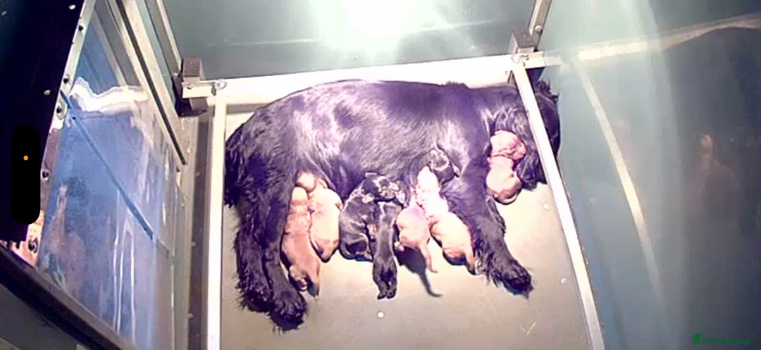 Cocker Spaniel dogs for sale: Working Cocker Spaniel Pups  - Advert 10