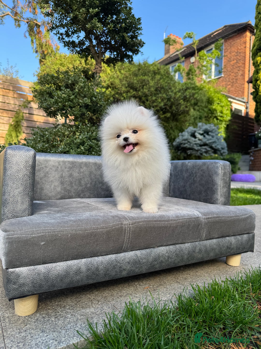 Pomeranian dogs for sale: SUPER TINY ICE WHITE POMERANIAN BOY - Image 22