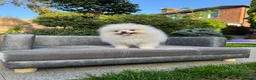 Pomeranian dogs for sale: SUPER ICE WHITE POMERANIAN BOY & GIRL  - Advert 23