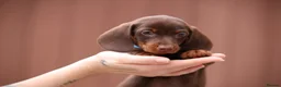 Miniature Dachshund dogs for sale: Miniature Dachshunds  - Advert 5