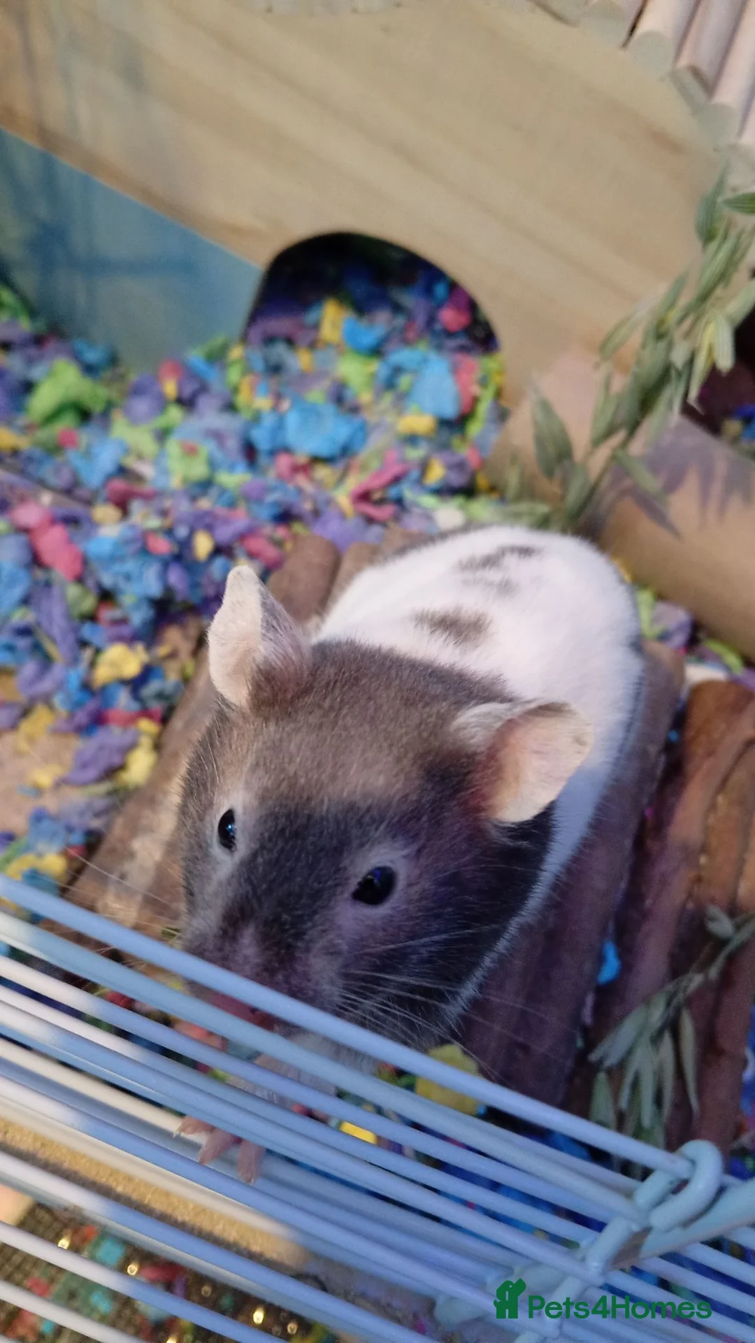 Hamster rodents for sale: female Syrian hamster  - Advert 2