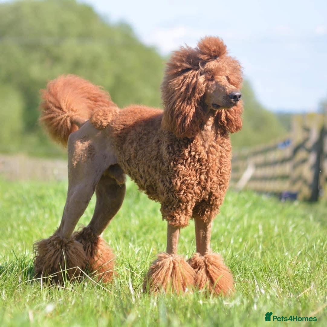Labradoodle dogs Beautiful Red Labradoodles for sale  - Advert 1