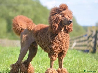 Labradoodle dogs Beautiful Red Labradoodles for sale - Advert 1