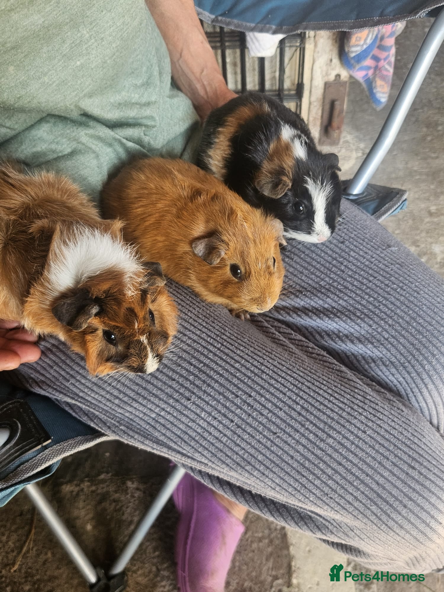 Guinea Pig rodents Lovely girls and boys for sale  - Advert 3