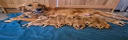 Golden Retriever dogs for sale: KC Reg dark coloured retrievers - 3 boys & 5 girls - Advert 2