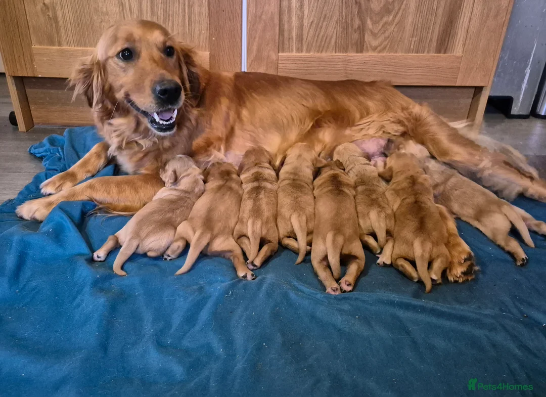 Golden Retriever dogs for sale: KC Reg dark coloured retrievers - 3 boys & 5 girls - Advert 2