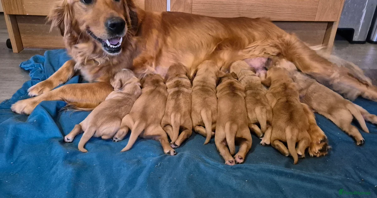 Extreme Golden Retriever Puppies for sale | Pets4Homes