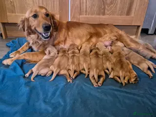 Golden Retriever dogs 1 handsome kc registered boy left - Advert 8