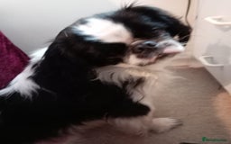 Mixed Breed dogs for sale: Cavalier King Charles  - Image 1