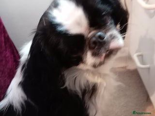 Mixed Breed dogs Cavalier King Charles - Advert 5