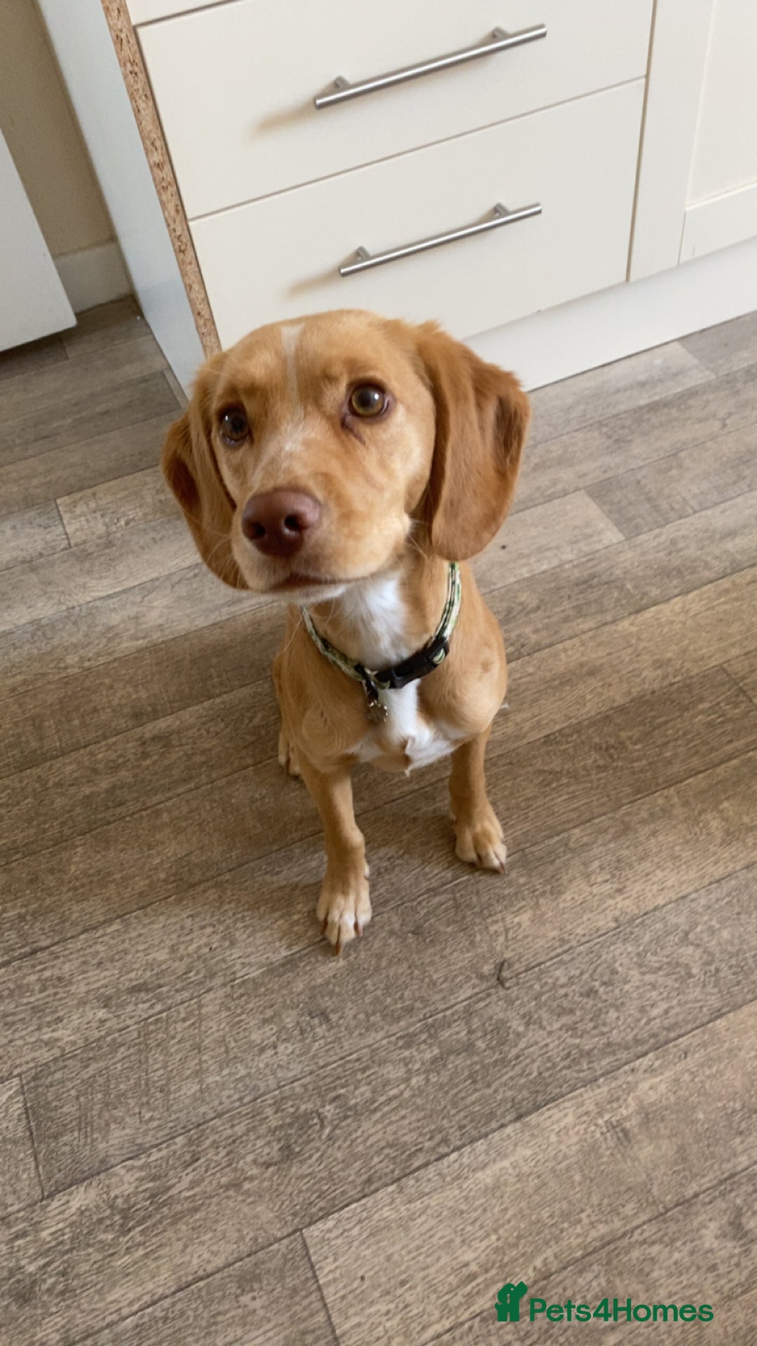 Mixed Breed dogs for sale: Archie - Jack Russel x cocker spaniel  - Image 3