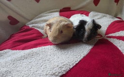 Guinea Pig rodents for sale: Baby Guinea pigs for sale 2 females 4 males  - Image 1