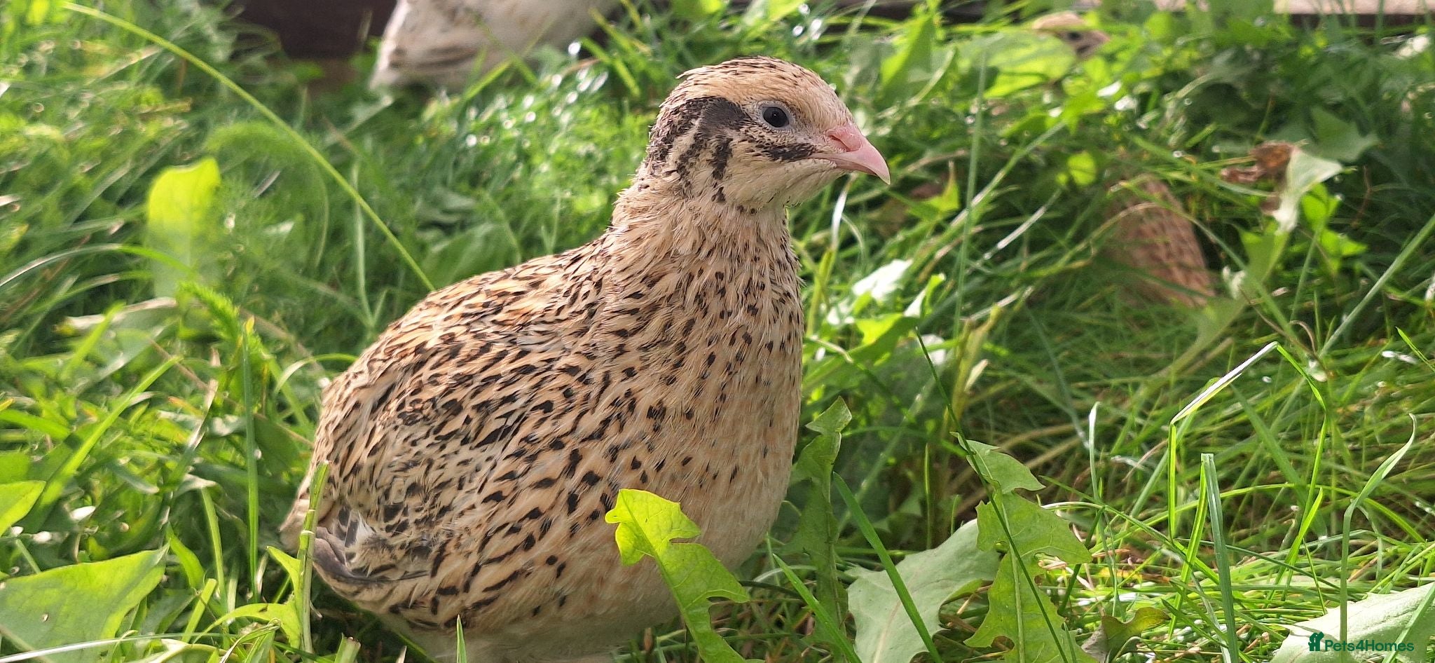 Mixed Breed livestock Quail  - Advert 2