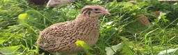 Mixed Breed livestock for sale: Quail  in Driffield - Advert 2