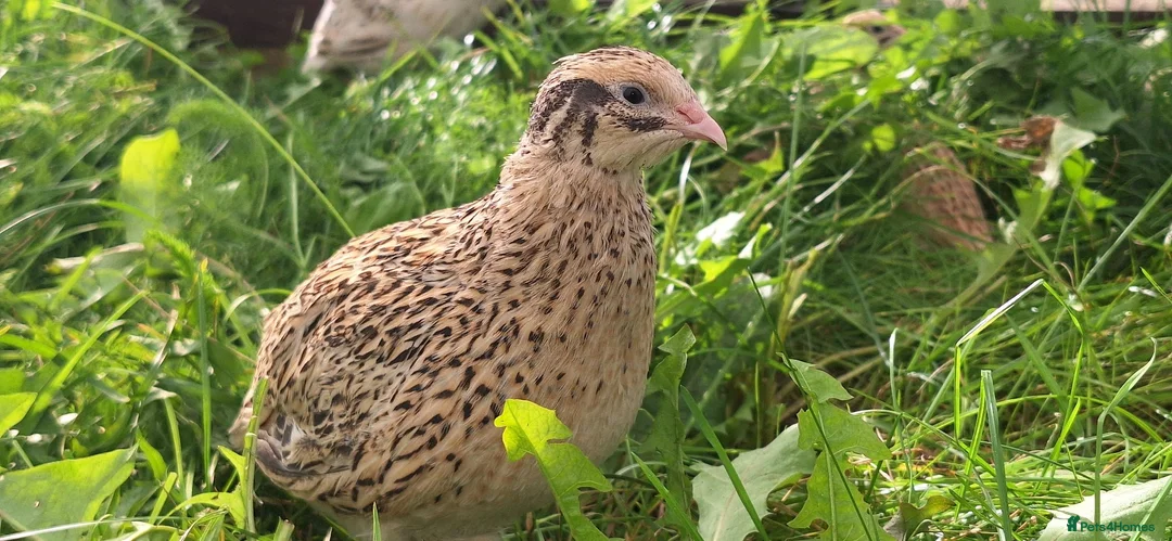 Mixed Breed livestock for sale: Quail  in Driffield - Advert 2