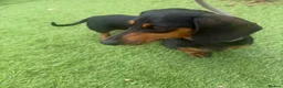 Miniature Dachshund dogs for sale: 3 left cute dachshund puppies  - Advert 11