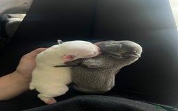 French Bulldog dogs for sale: Kc registered french bulldog puppies available 🐶 - Image 13