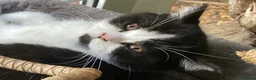British Shorthair cats for sale: Fabulous GCCF kittens - Advert 9