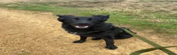 German Shepherd dogs for sale: Loyal 1yr Black Male German Shepherd in Darwen - Advert 4