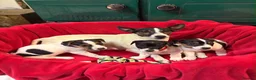Jack Russell dogs for sale: Gorgeous Jack Russell puppies  in Carmarthen - Advert 5