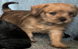 Mixed Breed dogs for sale: Beautiful Little Frocker female ready now  - Advert 4