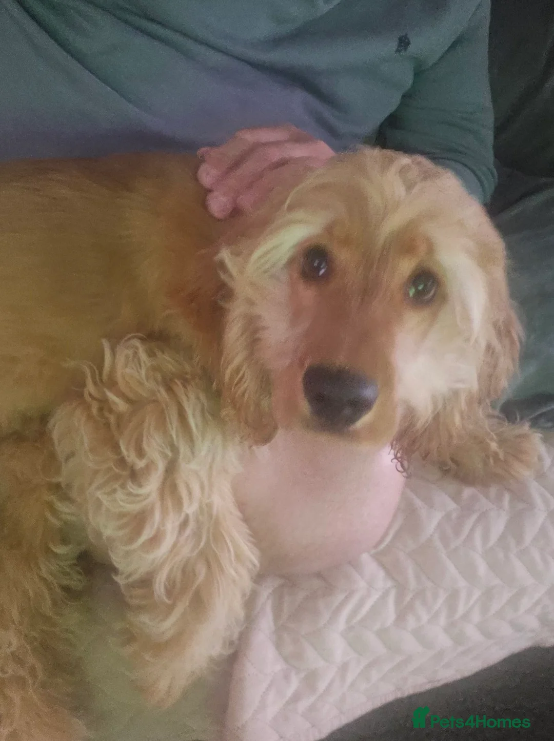 Cocker Spaniel dogs for sale: Buddy - Advert 4