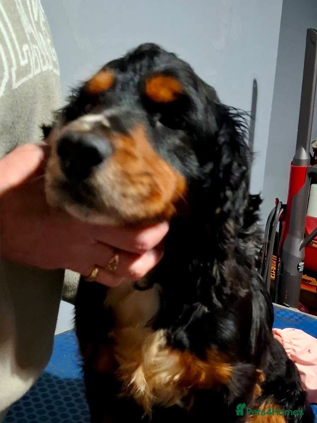 Cocker Spaniel dogs for sale: 5 year old looking for new home  - Advert 2