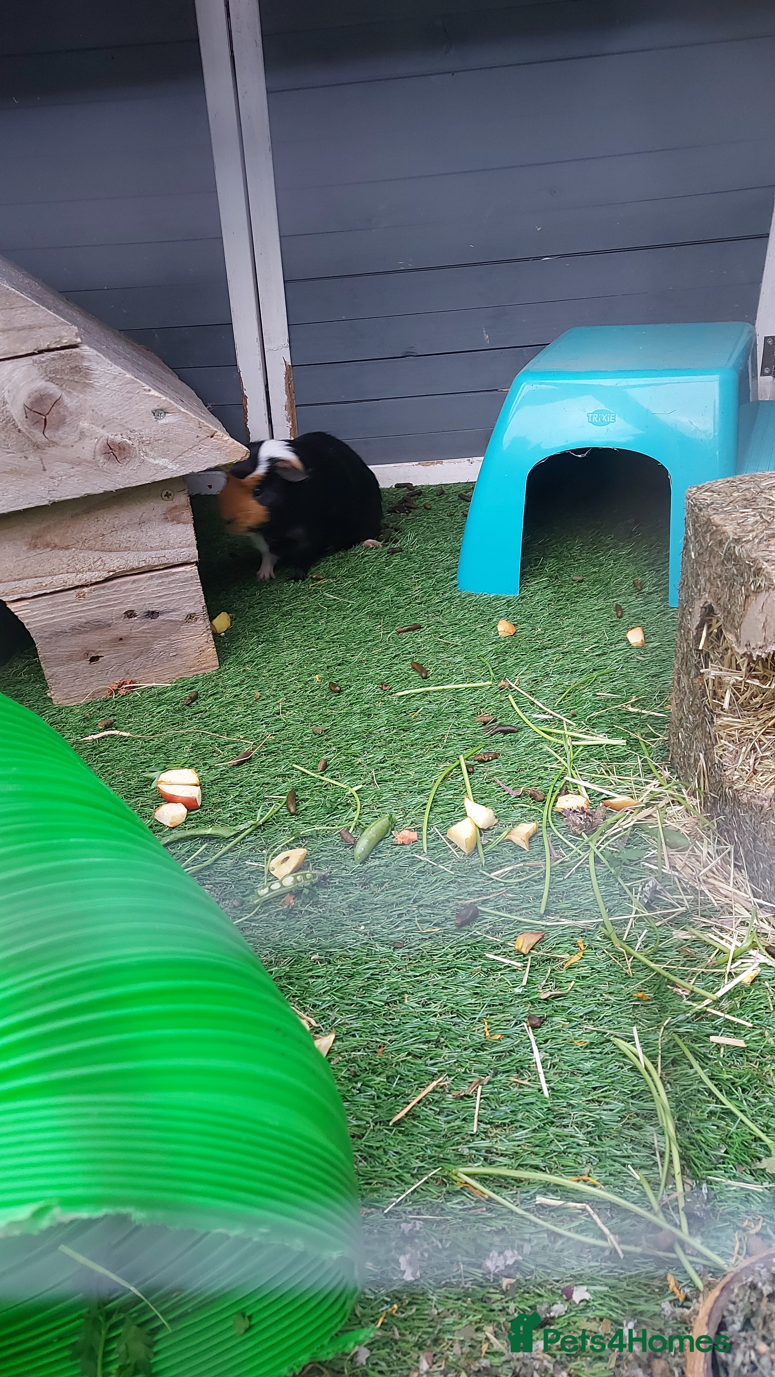 Guinea Pig rodents 3 gorgeous boy guinea pigs  - Advert 1