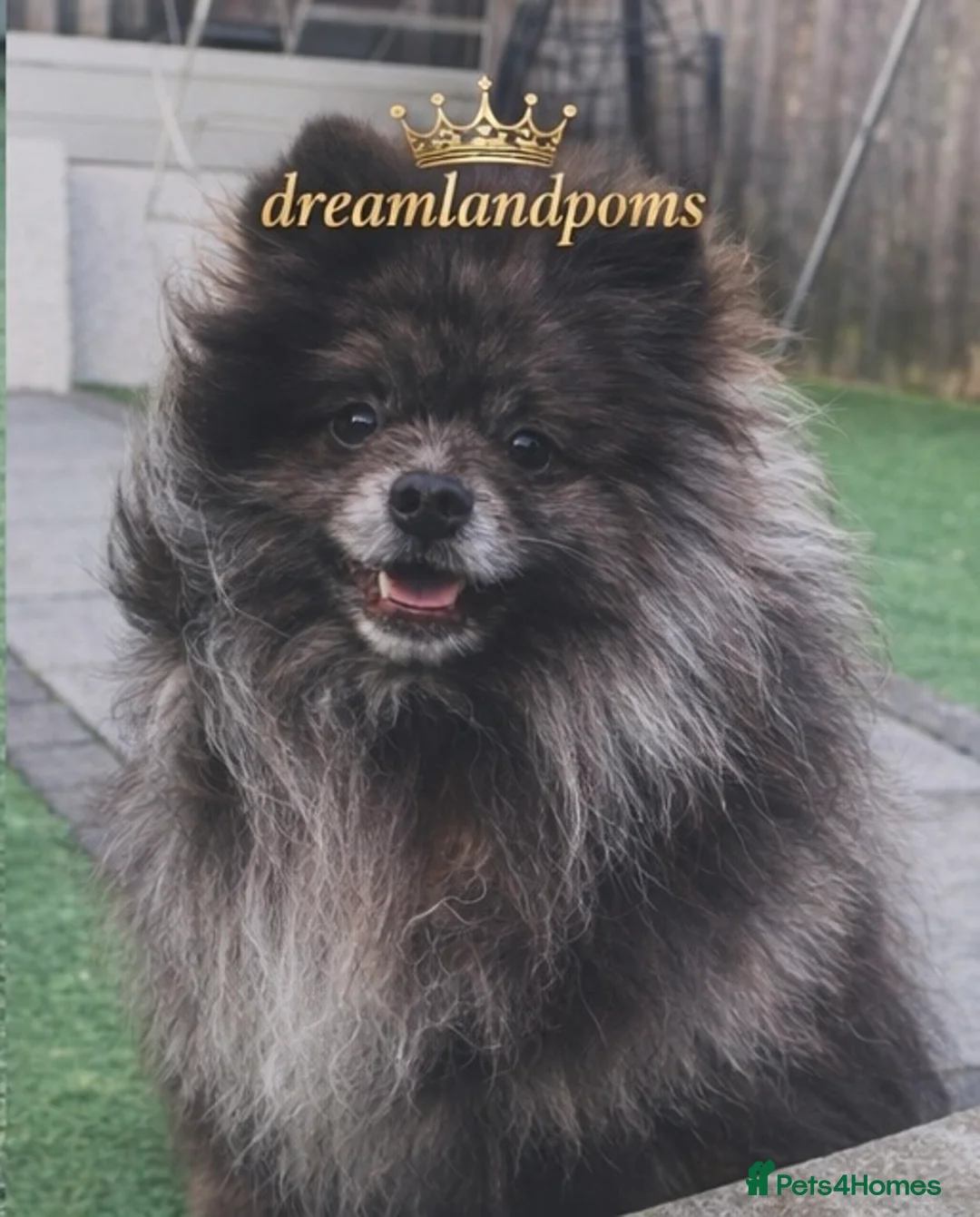 Pomeranian dogs for stud: top quality 5kg/3kgstud!chocolatemerle&fullblack🔥 - Advert 4