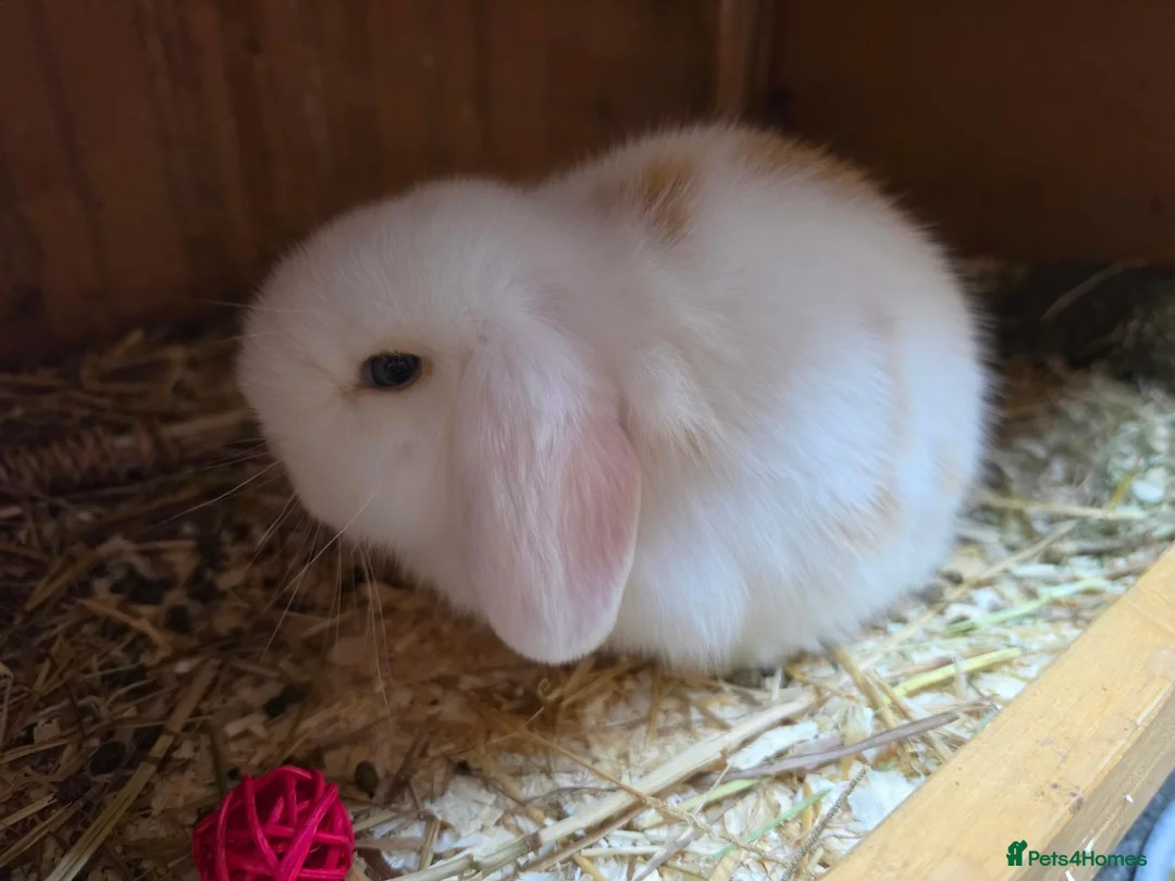 Mini Lop rabbits for sale: Mini lop - Advert 7
