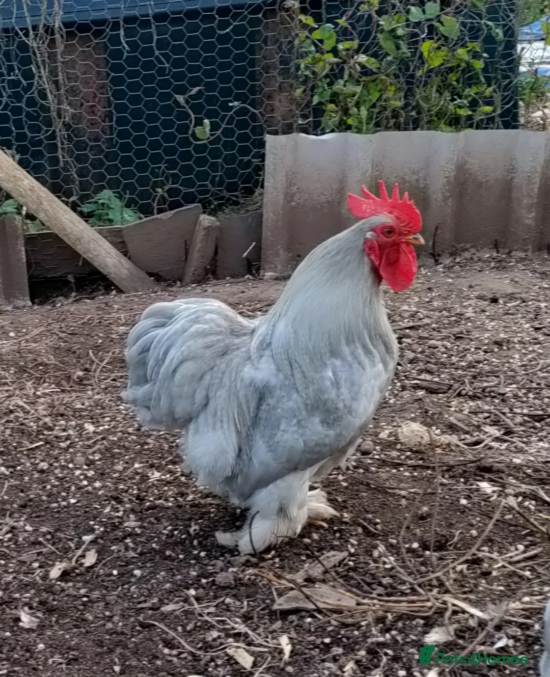 Chickens poultry for sale: Two beautiful lavender pekin cockerels - Advert 2
