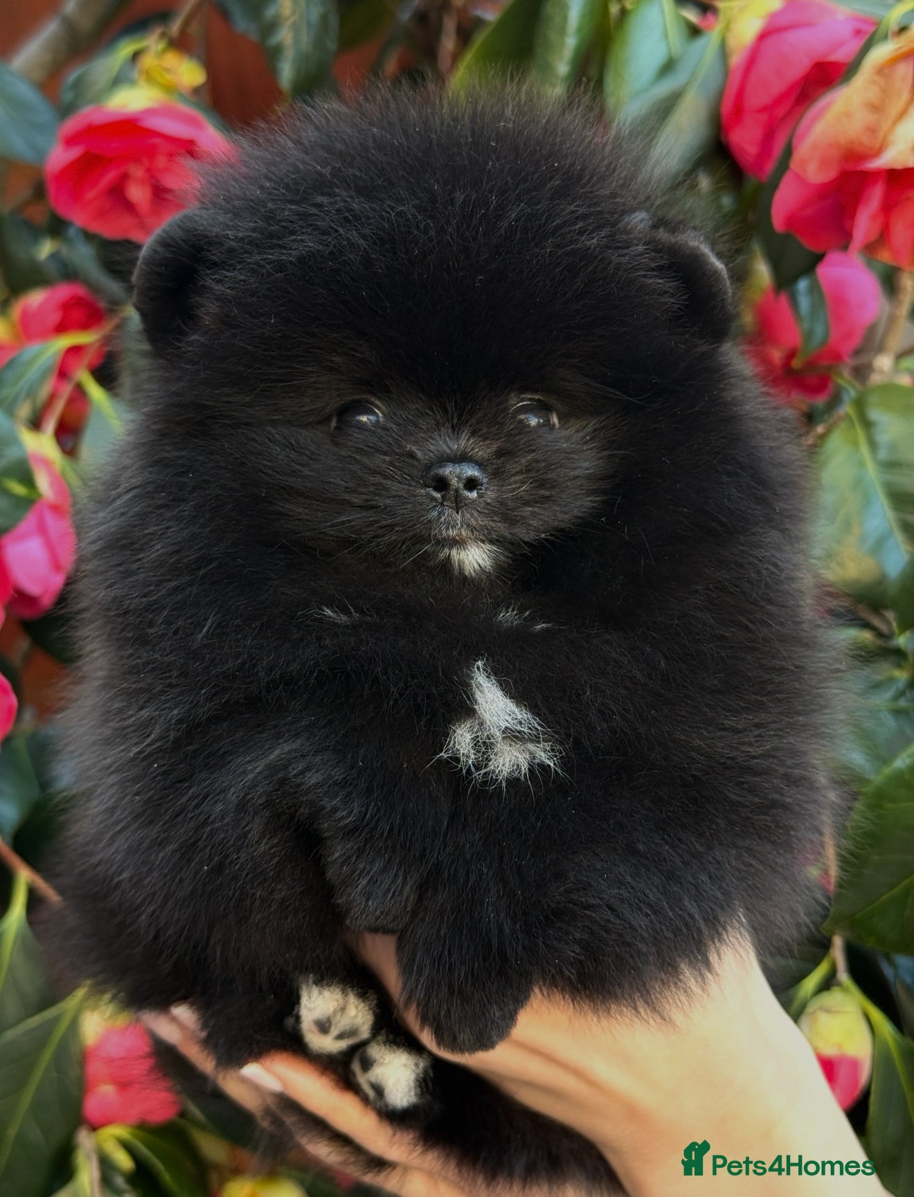 Pomeranian dogs Teddy bear Black Pomeranian puppy’s boy and girl - Advert 6