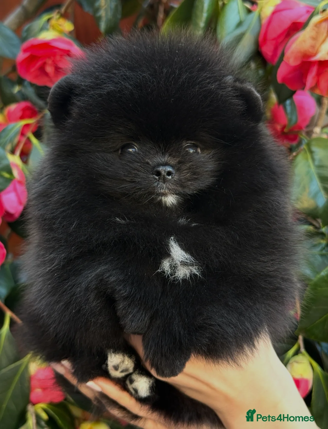 Pomeranian dogs for sale: Teddy bear Black Pomeranian girl - Advert 2