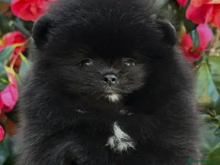 Pomeranian dogs Teddy bear Black Pomeranian puppy’s boy and girl - Advert 6