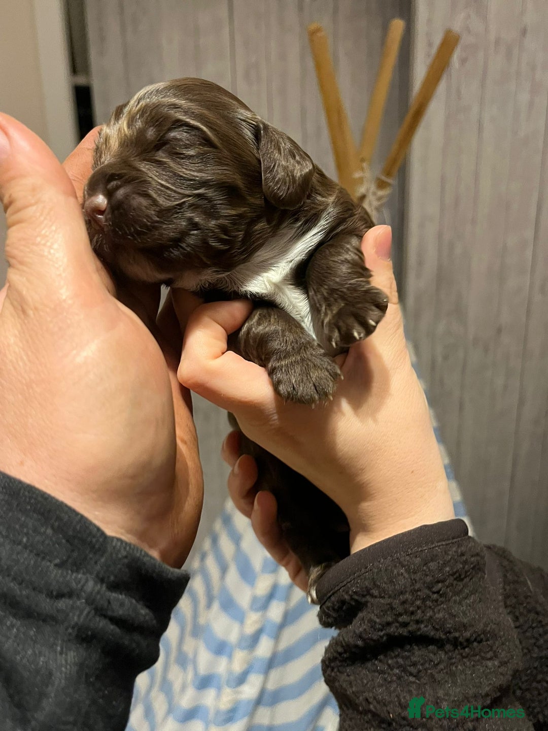 Cocker Spaniel dogs for sale: Cocker spaniel puppies - Image 13