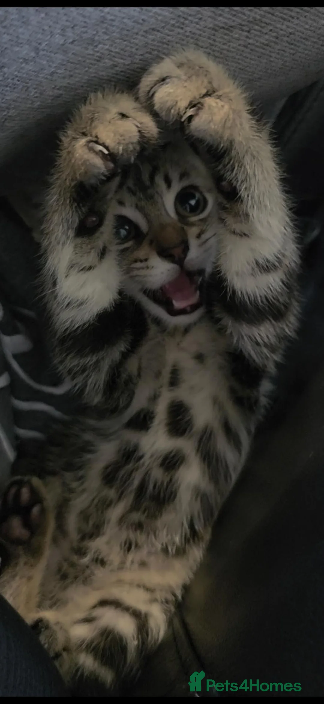 Mixed Breed cats for sale: Bengal cross boy with kitten bundle - Advert 2