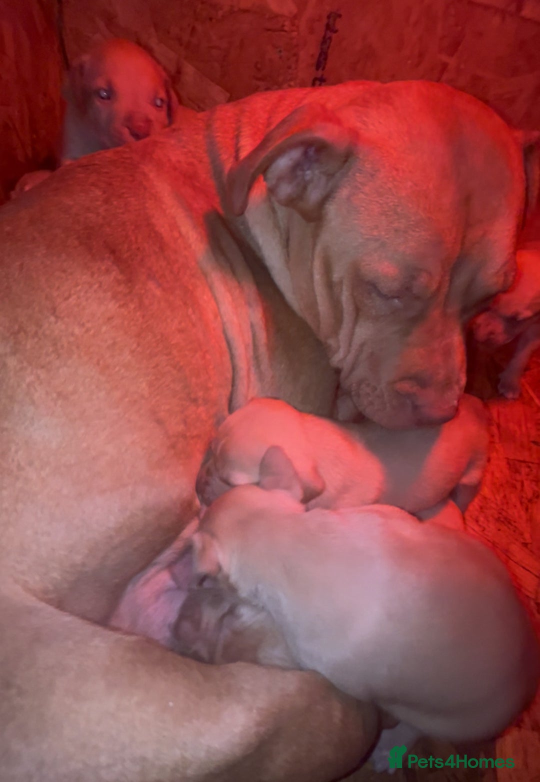 Mastiff dogs for sale: Mastiff  - Advert 11