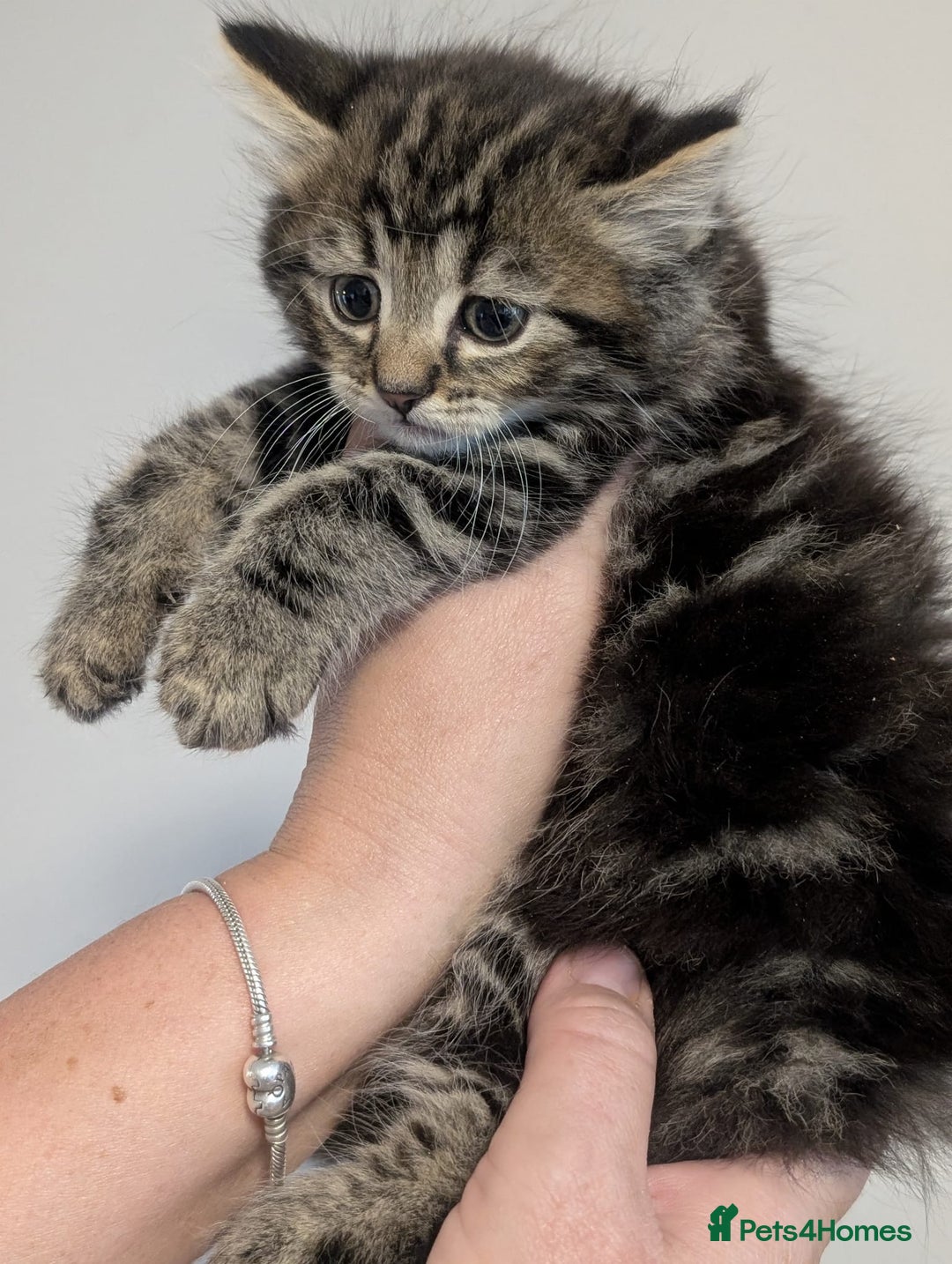 Maine Coon cats for sale: Handsome Boy Maine Coone X British short hair - Image 3
