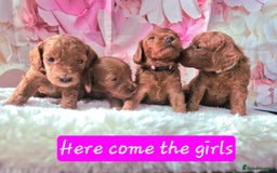 Cavapoo dogs for sale: 5 Star licenced breeder ** 2 girls available ** - Image 3