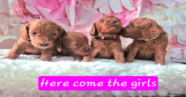 Cavapoo dogs - Advert 7