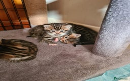 Bengal cats for sale: Kittens x bengal  - Advert 24