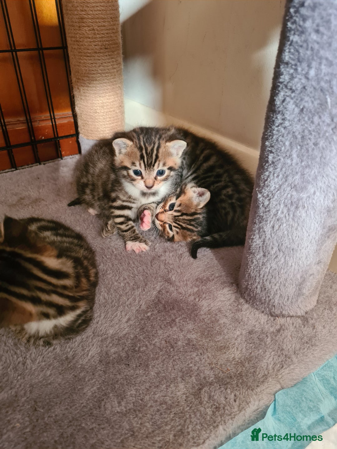 Bengal cats for sale: Kittens x bengal  - Advert 24