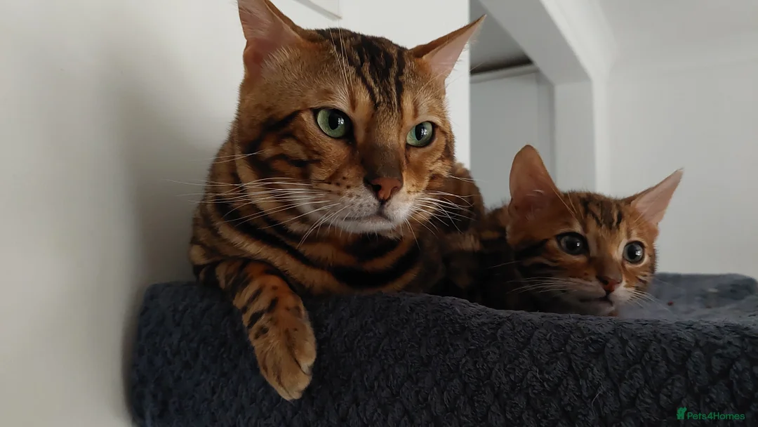 Bengal cats for stud: Impressive Stud Bengal TICA WCF reg in Harlow - Advert 13